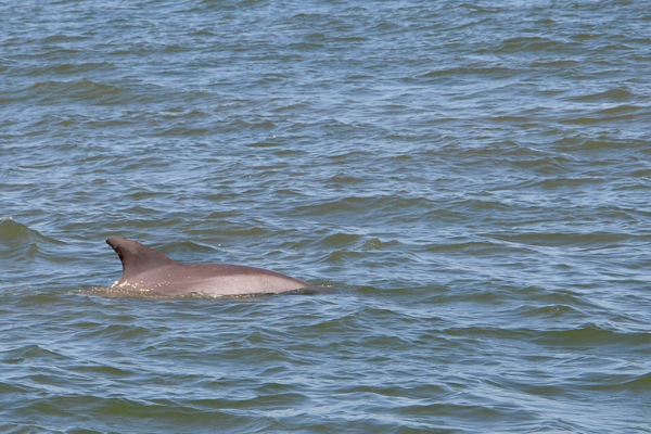 dolphin